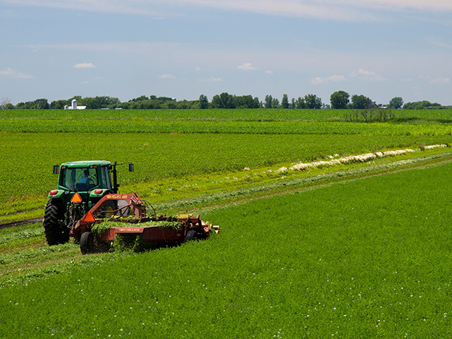 Some alfalfa growers have experienced long delays in cuttings and loss in quality from excess moisture, while others are harvesting alfalfa that is rating well in both yield and quality. (Photo by David L. Hansen, University of Minnesota)